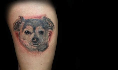 Lucky Bamboo Tattoo Tattoos Haylo Long Coated Chihuahua Portrait