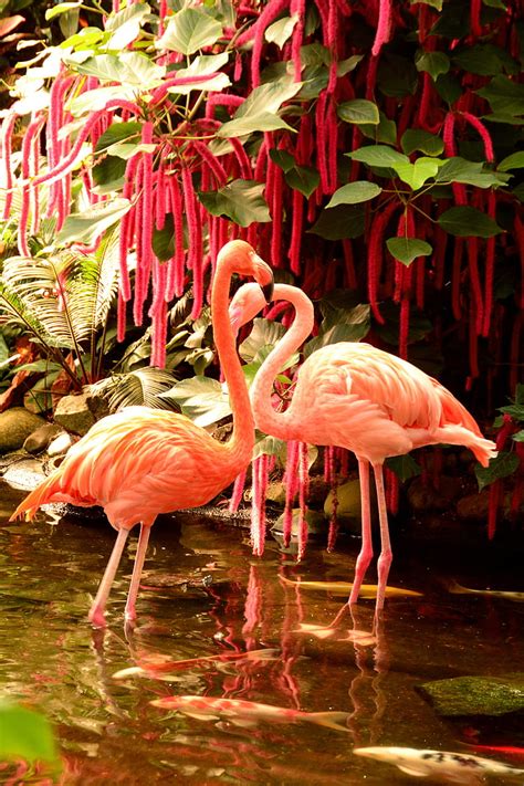 Royalty Free Photo Two Pink Flamingos Near Chenille Plant Pickpik