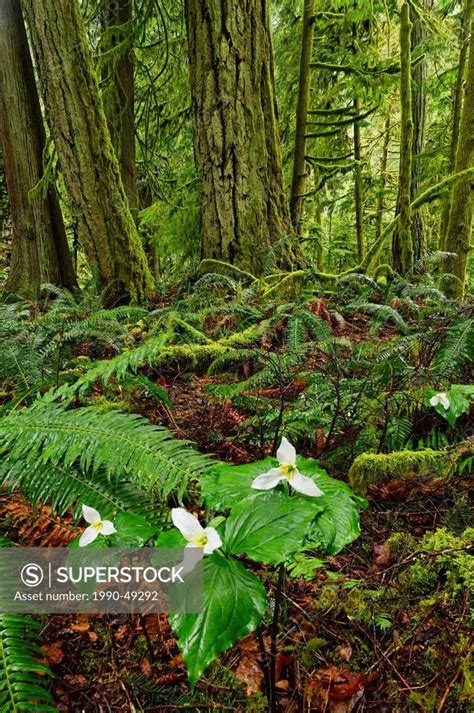 Western Trilliums In Old Growth Rainforest Cathedral Grove Macmillan