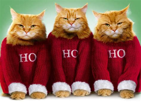 Funny Cat Christmas Wallpapers Top Free Funny Cat Christmas Backgrounds Wallpaperaccess