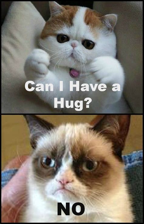 Grumpy Cat And Cutest Cat Grumpy Cat Cat Memes Funny Cat Memes