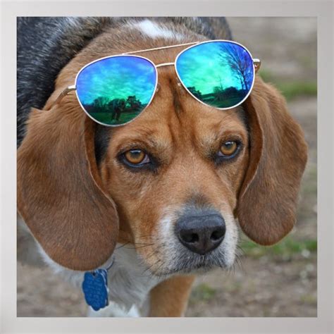 Cool Beagle With Sunglasses On Head Poster Au