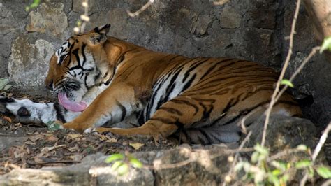 Nepal is set to double its wild tiger population — Quartz