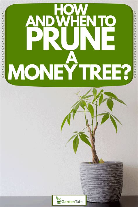 Check spelling or type a new query. How And When To Prune A Money Tree? - Garden Tabs