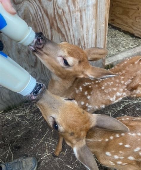 New Bedfords Buttonwood Park Zoo Gives Home To Two Orphaned