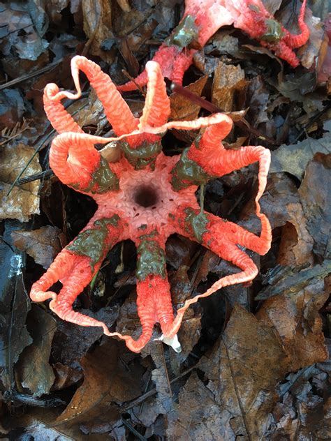 Devils Fingers Stinkhorn Fungus Rmycology
