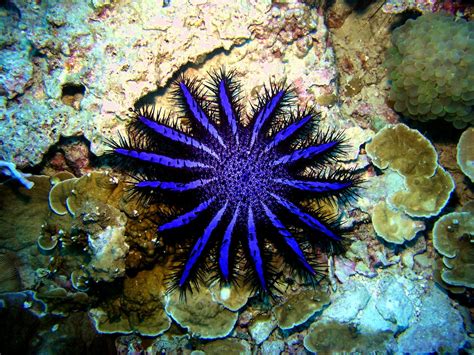 Portable Test Kit Quickly Detects Coral Eating Starfish On Reefs
