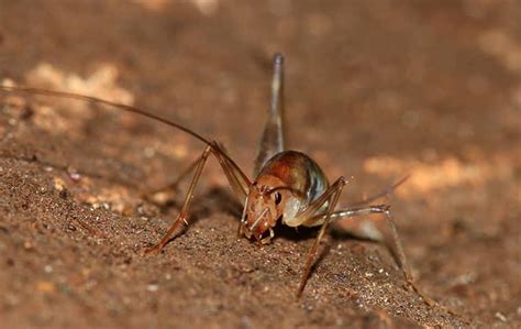 To learn more camel cricket facts, or learn about camel cricket control, read more now. The Camel Cricket