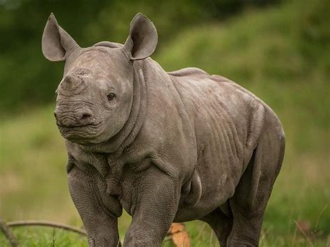 Check Out This Needy Baby Rhinoceros Ahead Of World Rhino Day