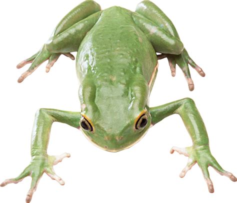 Frog Png Transparent PNG Image Collection
