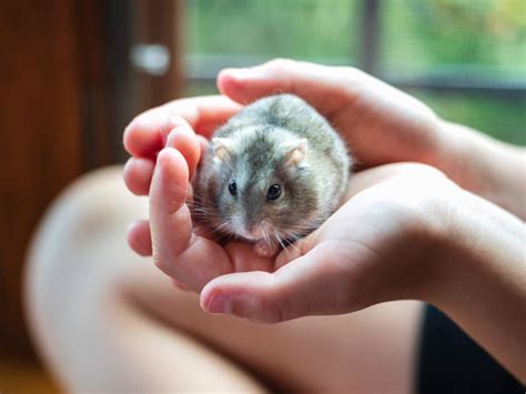 Are Hamsters Good Pets 15 Things To Consider Before