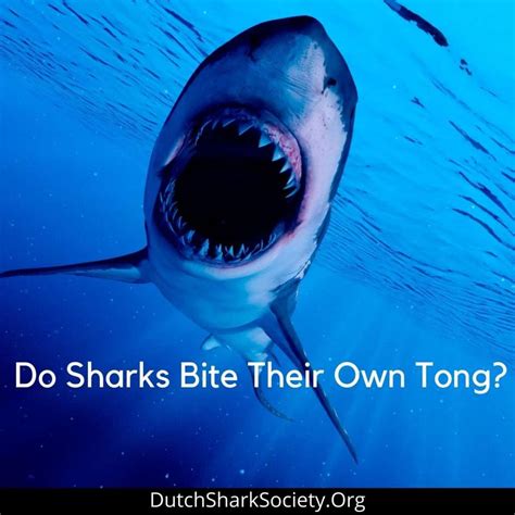 Do Sharks Have Tongues Dutch Shark Society