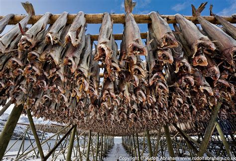 Stockfish Cod Hanging To Dry Lofoten Islands Arctic Norway Rudolf