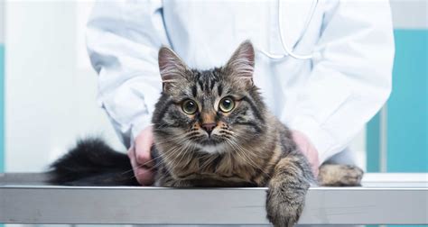 Desexing Your Pet Rockhampton Veterinary Clinic