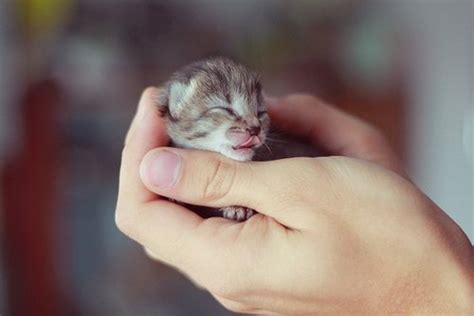 Cute Smallest Kitten In The World The Cutest Kittens Ever Read