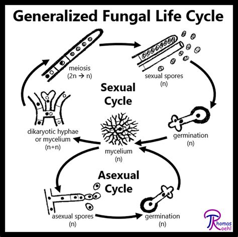 009 Overview Of The Fungal Life Cycle Fungus Fact Friday