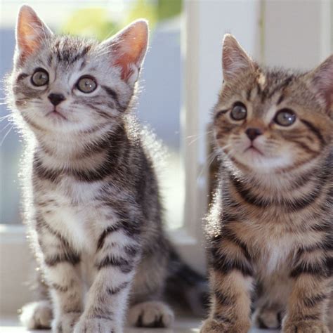 Tabby Kittens Ipad Wallpapers Free Download