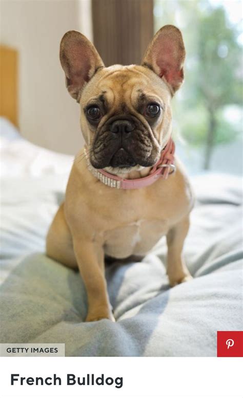 French Bulldog Best Small Dogs Dog Breeds List Quiet