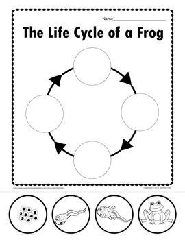 Life Cycle Of A Frog Interactive Chart And Worksheet