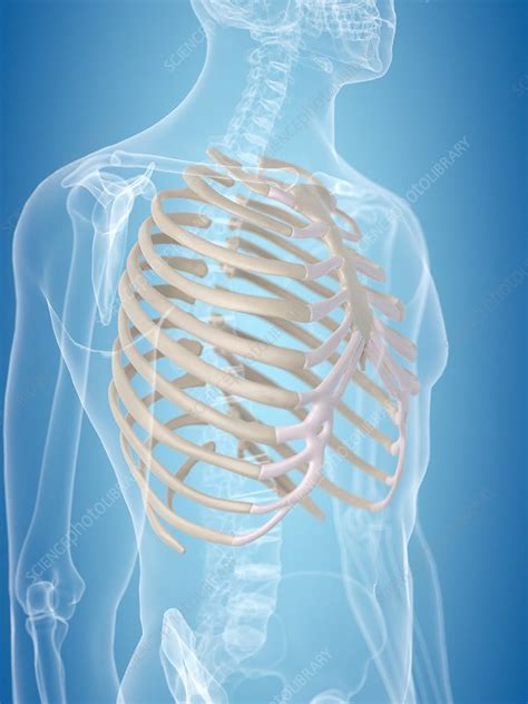 Human Thorax Artwork Stock Image F0094188 Science Photo Library