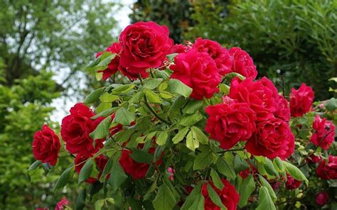 Piante da appartamento in fiore; Fiori rose rosse - Fiori di piante - Rose rosse fiori
