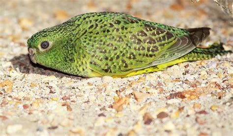 Mysterious Australian Night Parrots May Not See In The Dead Of Night