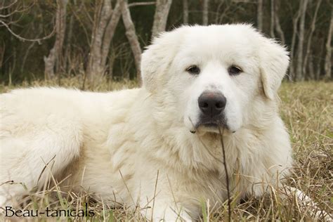 Yeti One Of Our Great Pyrenees Livestock Guardian Dogs Protecting