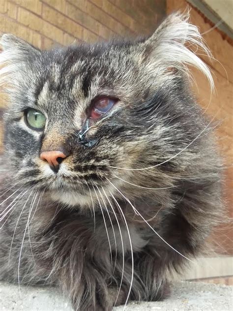 Harry He Appeared In A Cat Community With A Severe Eye Infection 4