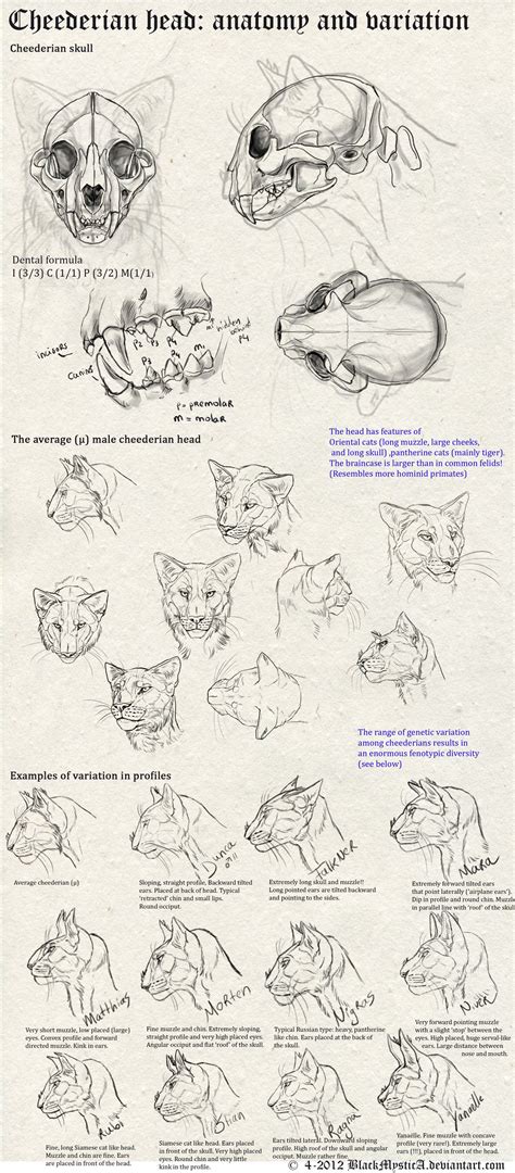 If you have a pet cat, draw that guy!!! Cheederian head anatomy by BlackMysticA.deviantart.com on ...