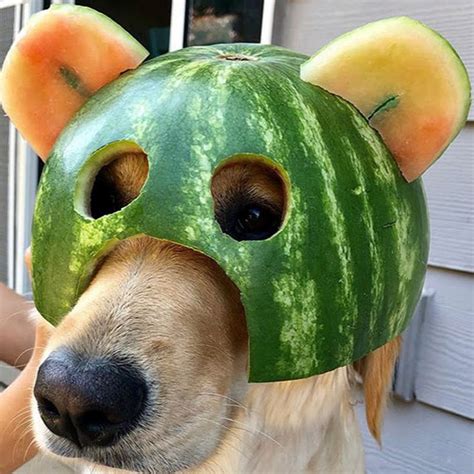 The Rare Watermelon Doggo Youtube