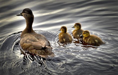 Brown Duck With Three Ducklings On Body Of Water Hd Wallpaper