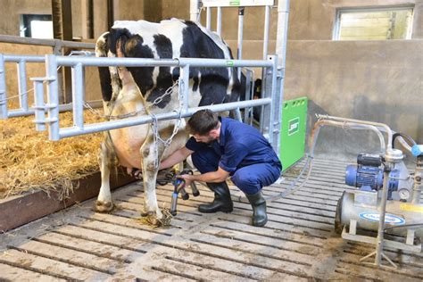 Cow Being Milked David R Beech