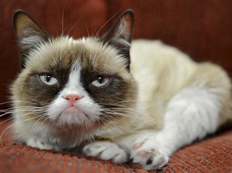Grumpy Cat Has Earned Her Owner Nearly 100 Million In Just 2 Years Business Insider