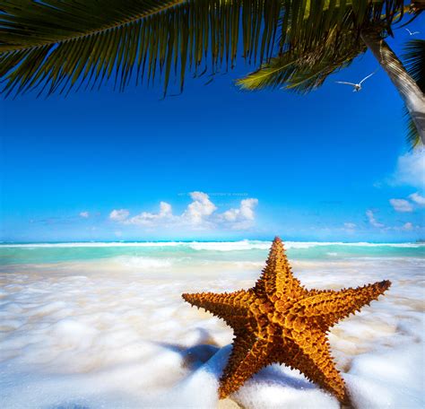 Tropical Beach Starfish Vacation Ocean Sea