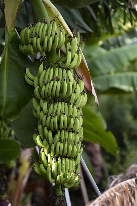Banana Trees Plantations With Clusters Of Green Bananas Fruits Near