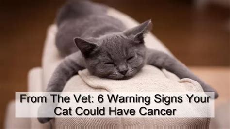 From The Vet 6 Warning Signs Your Cat Could Have Cancer Youtube