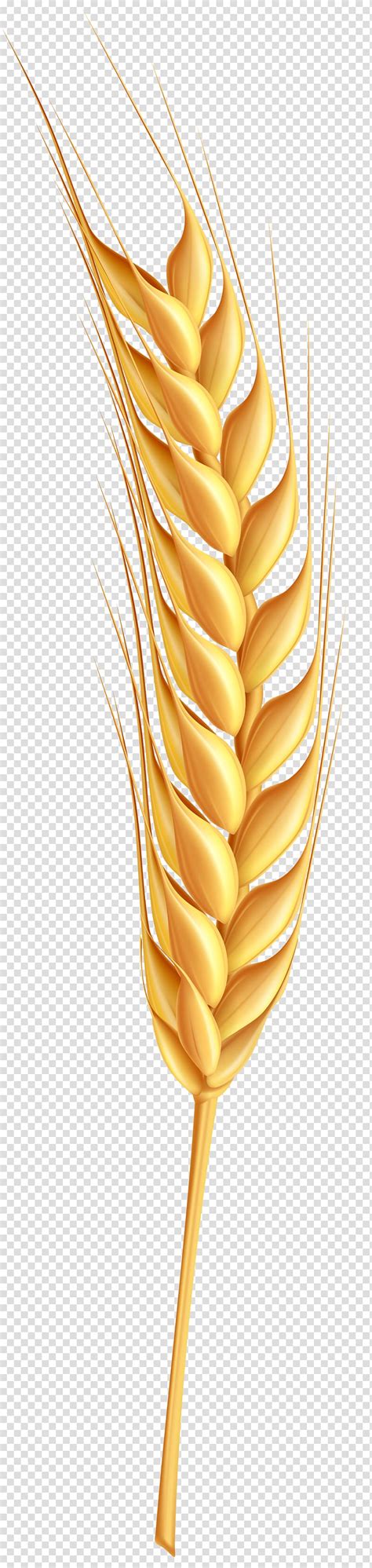 Wheat Wheat Transparent Background PNG Clipart HiClipart