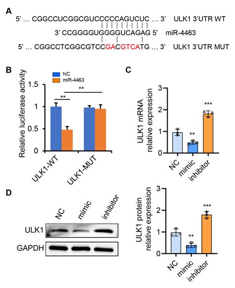 mir 4463 directly targets ulk1 a the predicted binding sites of download scientific diagram