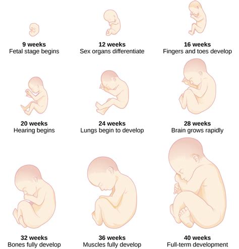 Prenatal Development Introduction To Psychology