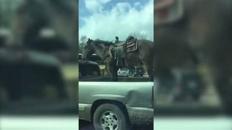 Driver With Horse In Pickup Bed May Face Charges Tx Cops Miami Herald