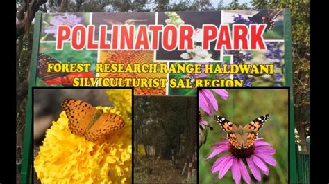 First Pollinator Park Of India Inaugurated In Uttarakhand Trending Hindustan Times