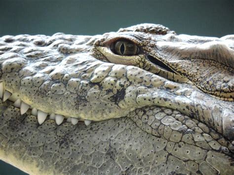 Freshwater Crocodile Portrait Showing Eye Ear And Teeth With Stream Or