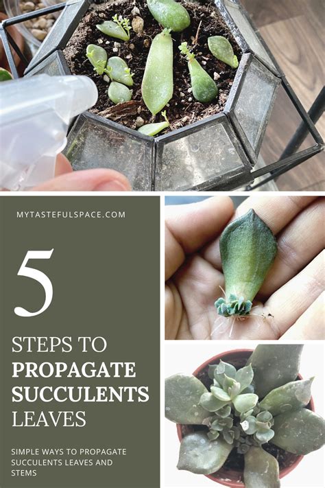 5 Easy Steps To Propagate Succulents Leaves And Stems This Is An Easy