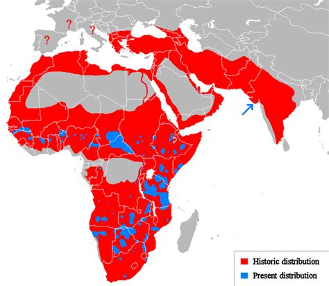 This Tragic Map Shows How The Once Dominant Asiatic Lion Is Confined To