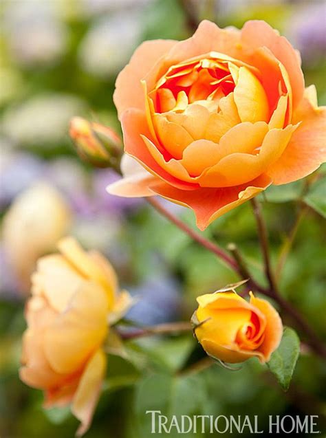French Inspired Garden In The Pacific Northwest Floribunda Roses