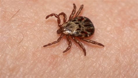 Wisconsin Deer Ticks Watch For Lyme Anaplasmosis Other Diseases
