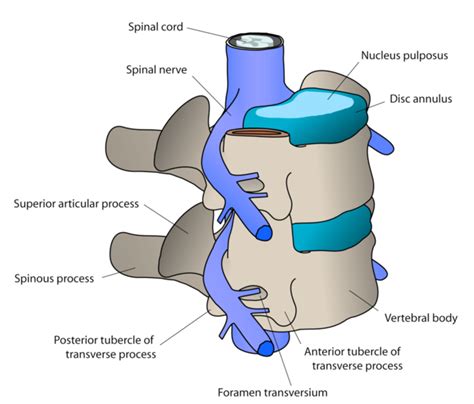 What To Expect During And After A Cervical Spine Surgery Hubpages