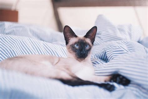 Ever Wonder Who The Royal Feline Of The Cat World May Be The Siamese