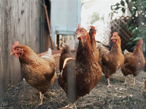 Tech Focus: What Are Zoonoses And How Can Technology Help (Part 1 of 2