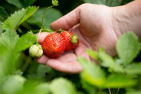 How To Grow Strawberries Bbc Gardeners World Magazine